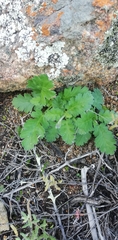 Pelargonium pulchellum
