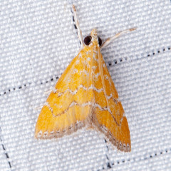 Xanthophysa psychicalis