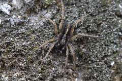 Pardosa anomala