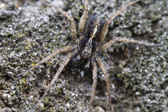 Pardosa anomala
