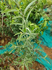 Hippophae rhamnoides