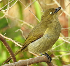 Andropadus importunus