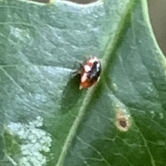 Coniopterygidae