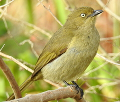 Andropadus importunus