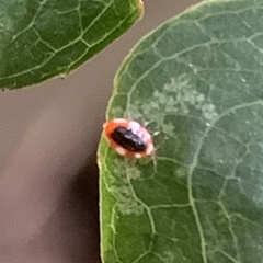 Coniopterygidae