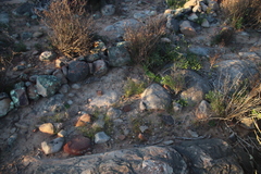 Heliophila variabilis