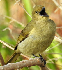 Andropadus importunus