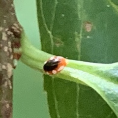 Coniopterygidae