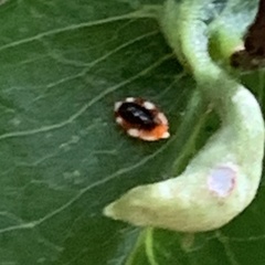 Coniopterygidae