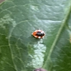 Coniopterygidae