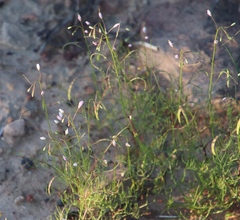 Heliophila variabilis