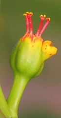 Euphorbia pulcherrima