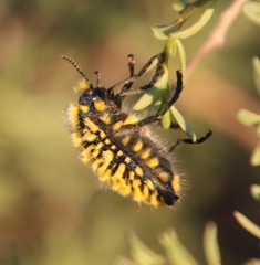 Julodis viridipes