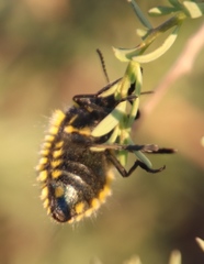 Julodis viridipes