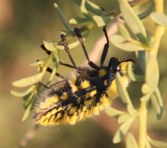 Julodis viridipes