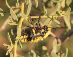 Julodis viridipes