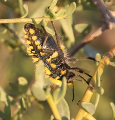 Julodis viridipes