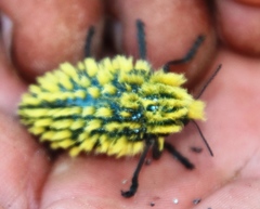 Julodis viridipes