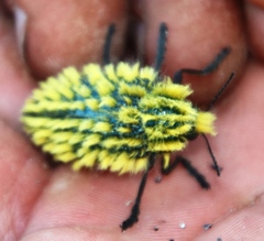 Julodis viridipes