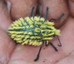 Julodis viridipes