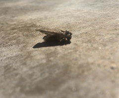 Feltia subterranea