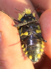 Julodis viridipes