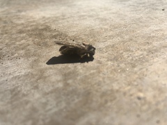 Feltia subterranea