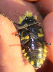 Julodis viridipes