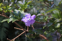 Brunfelsia australis