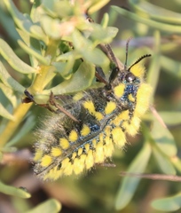 Julodis viridipes