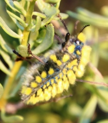 Julodis viridipes