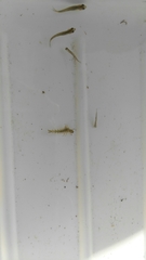 Rhyacophiloidea