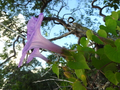 Ipomoea crinicalyx