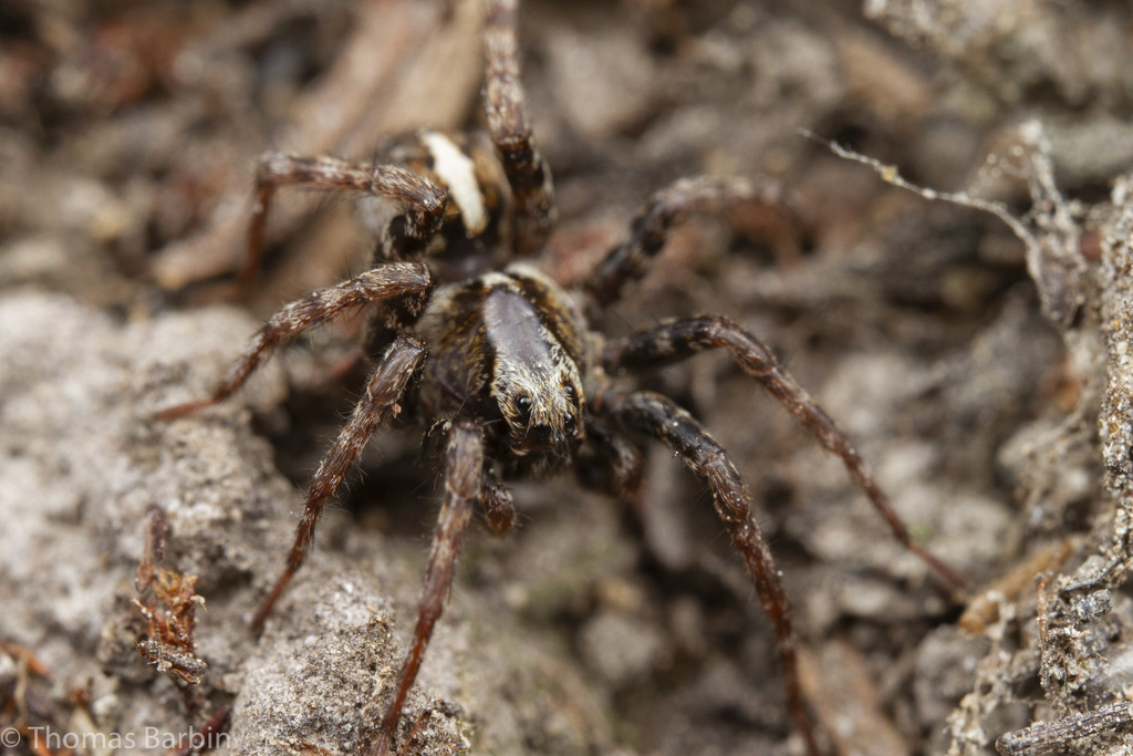 Hilltop Wolf Spider