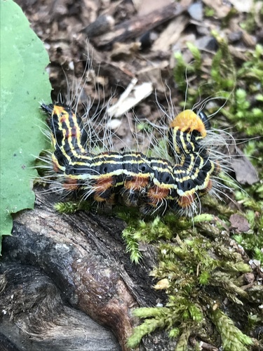Yellow-necked Caterpillar Moth photo 3
