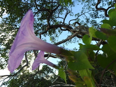 Ipomoea crinicalyx