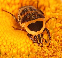 Euryomia argentea