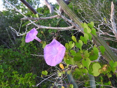 Ipomoea crinicalyx