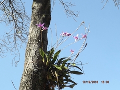 Laelia