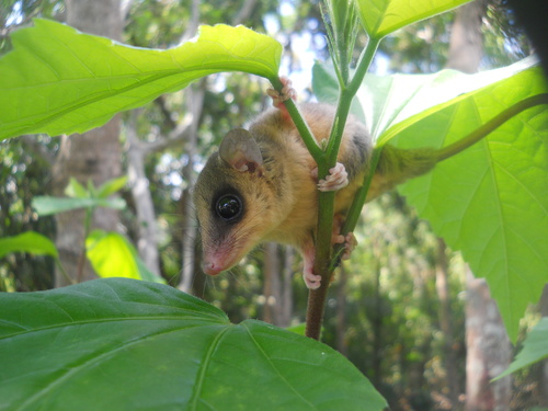 Brazilian Gracile Opossum