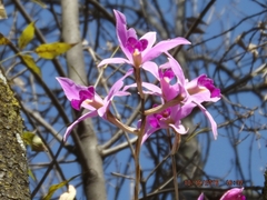 Laelia