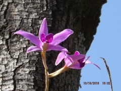 Laelia