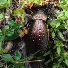 Carabus sylvestris