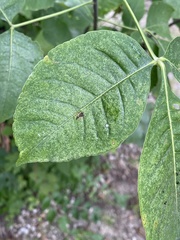 Ptelea trifoliata mollis