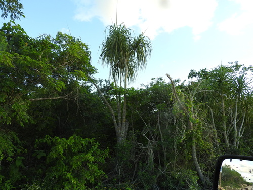 Beaucarnea pliabilis