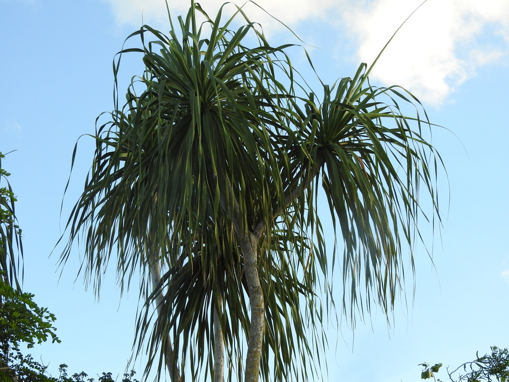 Beaucarnea pliabilis, Yucatán, MX