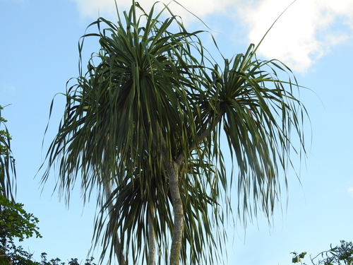 Beaucarnea pliabilis
