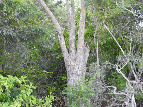 Beaucarnea pliabilis