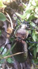 Carabus sylvestris