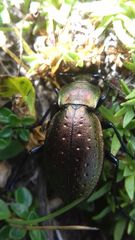 Carabus sylvestris